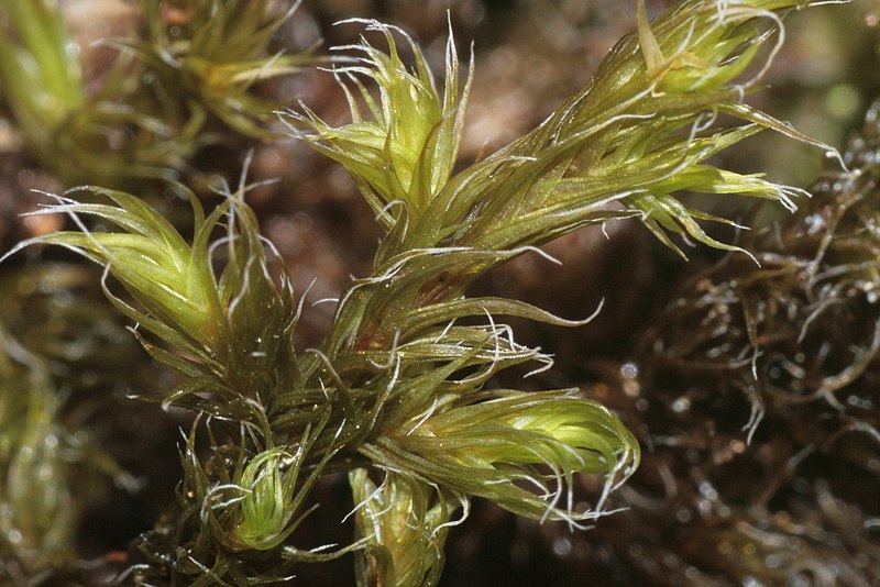 File:Racomitrium lanuginosum (a, 141103-472338) 5344.JPG