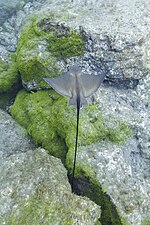Thumbnail for File:Raya gavilán (Rhinoptera bonasus), Monte da Guia, isla de Fayal, Azores, Portugal, 2020-07-26, DD 15.jpg
