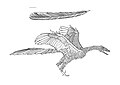 Archaeopteryx