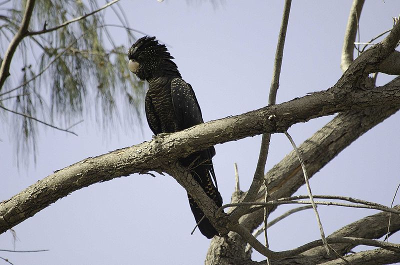 File:Red-Tailed Black Cockatoo (33415105306).jpg