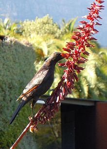 A male red-winged starling feeding on a Melianthus inflorescence Red-winged Starling feeding on Melianthus.jpg