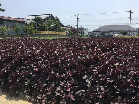 Red shiso field in Fukui City, Japan