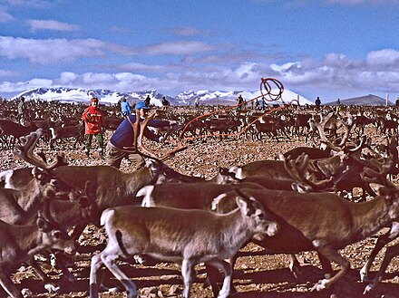 Twice a year the reindeer are gathered and some animals taken to slaughter. Calves are marked in the traditional way while still accompanying their mother. The reindeer are half-wild – even though they graze freely, every individual has an owner.