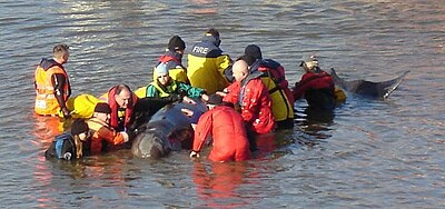 The River Thames whale being calmed by rescuers