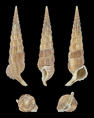 <i>Rhinoclavis longicaudatum</i> Species of gastropod