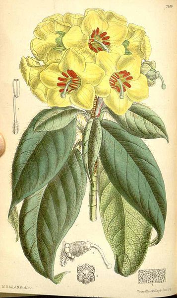 File:Rhododendron boothii.jpg