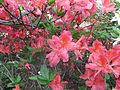 Rhododendron hybr.