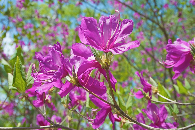 File:Rhododendron wadanum - Flickr - odako1 (3).jpg