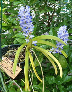 <i>Rhynchostylis</i> Genus of orchids