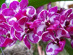 Rhynchostylis gigantea 2.jpg