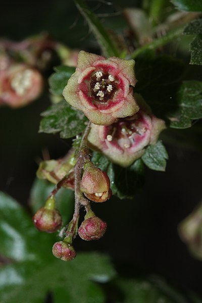 File:Ribes lacustre 5258.JPG