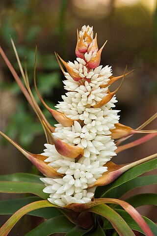 <i>Richea dracophylla</i> Species of flowering plant