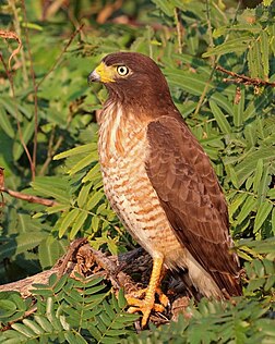 Gavião-carijó juvenil (Buteo magnirostris) no Pantanal, Brasil. (definição 2 329 × 2 919)