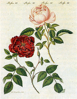 Rosa chinensis 1795.jpg