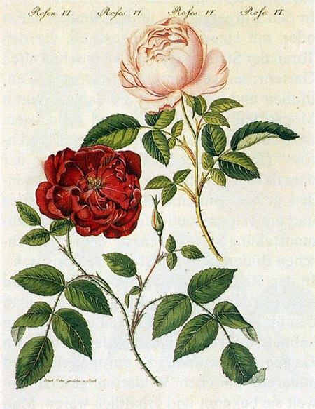 Tập_tin:Rosa_chinensis_1795.jpg