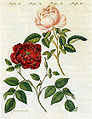 Tranh vẽ hai giống hoa hồng vào thế kỉ 18
