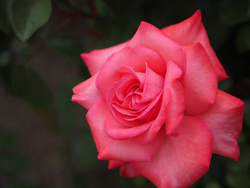 File:Rose, Reine France, バラ, レーヌ フランス, (15303757903).jpg