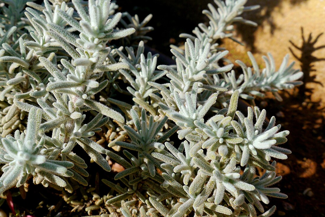 Salvia granatensis