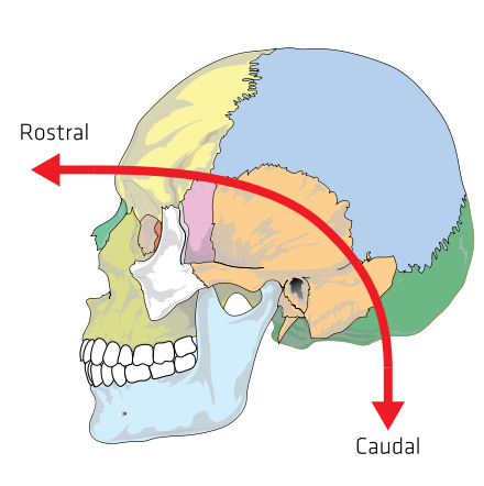 In the human skull, the terms rostral and caudal are adapted to the curved neuraxis of Hominidae, rostrocaudal meaning the region on C shape connecting rostral and caudal regions.