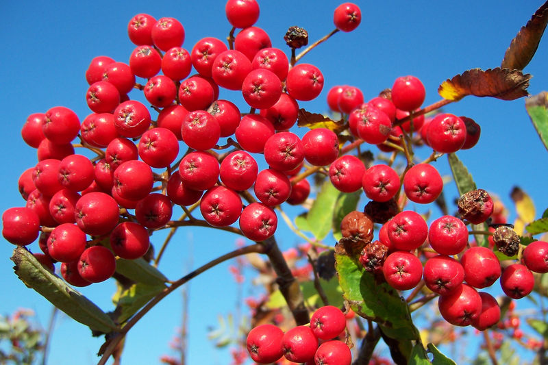 File:Rowan berries in October.jpg