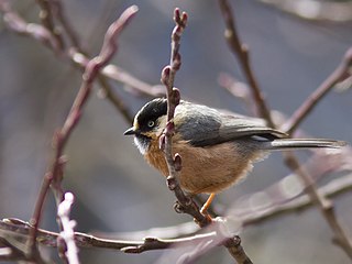 Rufous-fronted bushtit