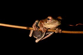 Rufous Foam-nest Tree Frog (Chiromantis rufescens) on stalk.jpg