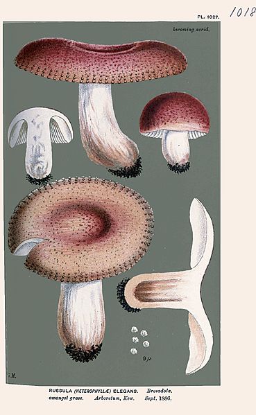 File:Russula elegans-Cooke.jpg