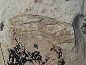 Eourocerus anguliterreus holotype fore-wing (counterpart).
Ypresian Klondike Mountain Formation SR UI 99-97-08 B Eourocerus anguliterreus 2015-04-17 img1a.jpg