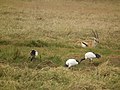 Sacred ibis in Tanzania 4180 Nevit.jpg