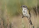 Beifuß-Spatz im Seedskadee National Wildlife Refuge (35323572841) .jpg