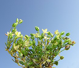 Sagina apetala inflorescence (03).jpg