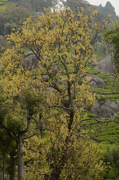 File:Salix tetrasperma from The Nilgiris DSC 1076.jpg