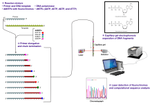 220px-Sanger-sequencing.svg.png
