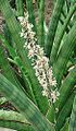 Sansevieria suffruticosa