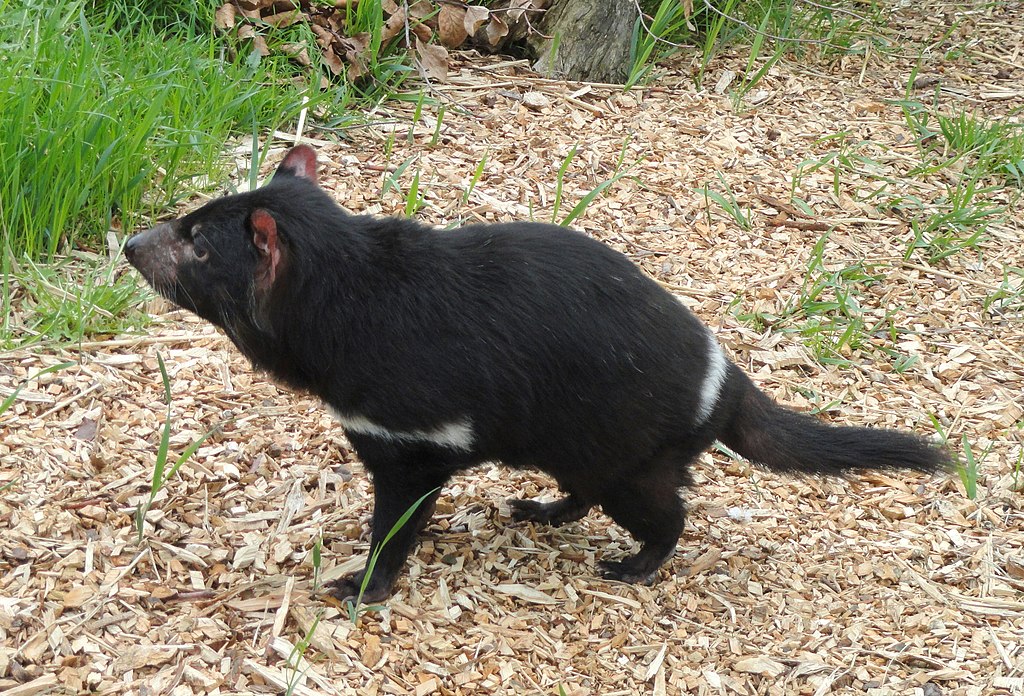 Tasmansk djevel (Sarcophilus harrisii)