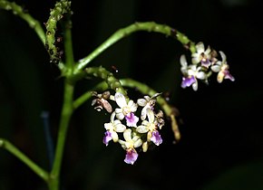 Billedbeskrivelse Sarcophyton pachyphyllum Orchi 049.jpg.