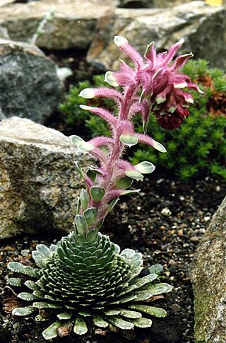 <i>Saxifraga federici-augusti</i> Species of plant in the genus Saxifraga