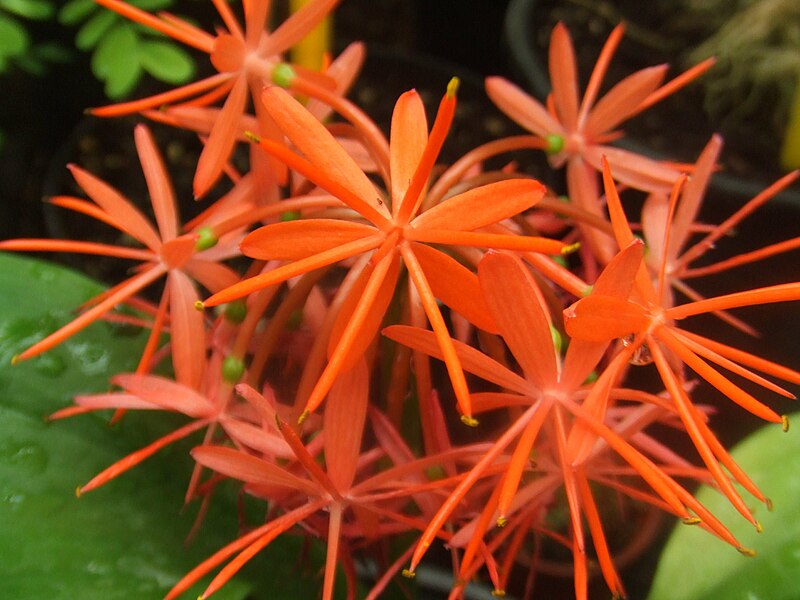 File:Scadoxus cinnabarinus (Amaryllidaceae).jpg