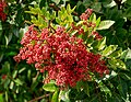 * Nomination Brazilian Peppertree, fruits; Playa Santiago, La Gomera --Llez 05:12, 29 April 2024 (UTC) * Promotion  Support Good quality. --Scotch Mist 06:16, 29 April 2024 (UTC)