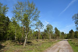 Schleswig-Holstein, Bark, Wittenborner Heide NIK 6089.jpg