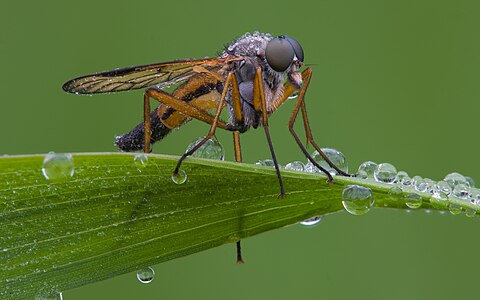 Rhagio scolopaceus (Downlooker Snipefly)