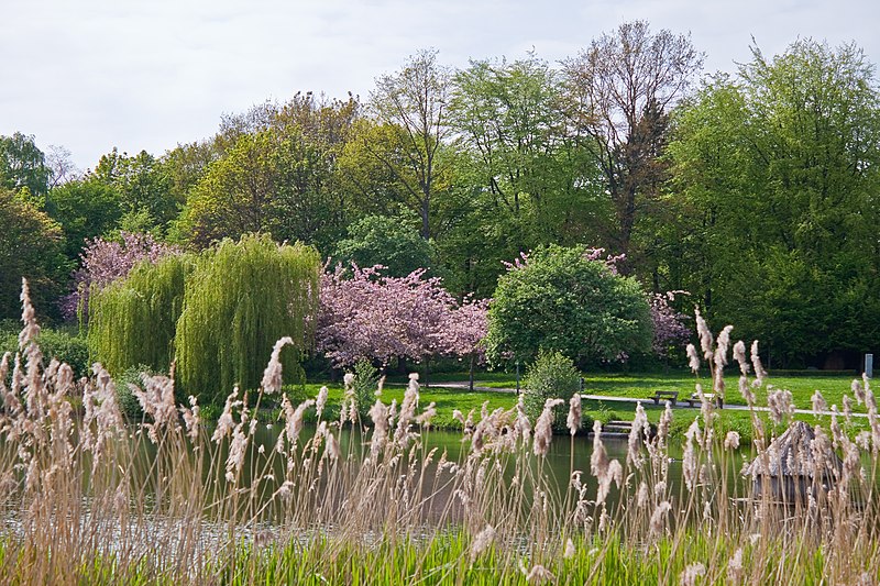 File:Schwanenteich Reutershagen upstream.jpg