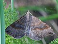 Scotopteryx chenopodiata (Linnaeus, 1758)