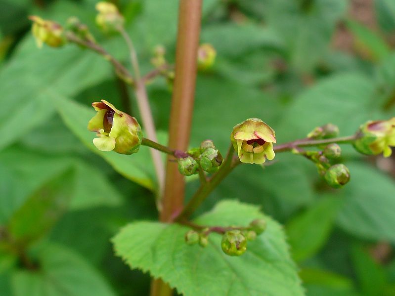 File:Scrophularia nodosa 003.JPG