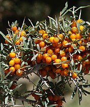 Seabuckthorn berries, Nubra valley