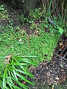 Selaginella kraussiana