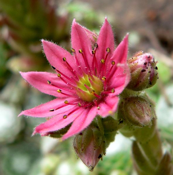 File:Sempervivum arachnoideum flower.jpg