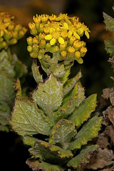 File:Senecio rigidus 1DS-II 1-C3764.jpg