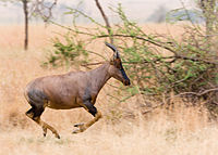 Serengeti Topi5.jpg