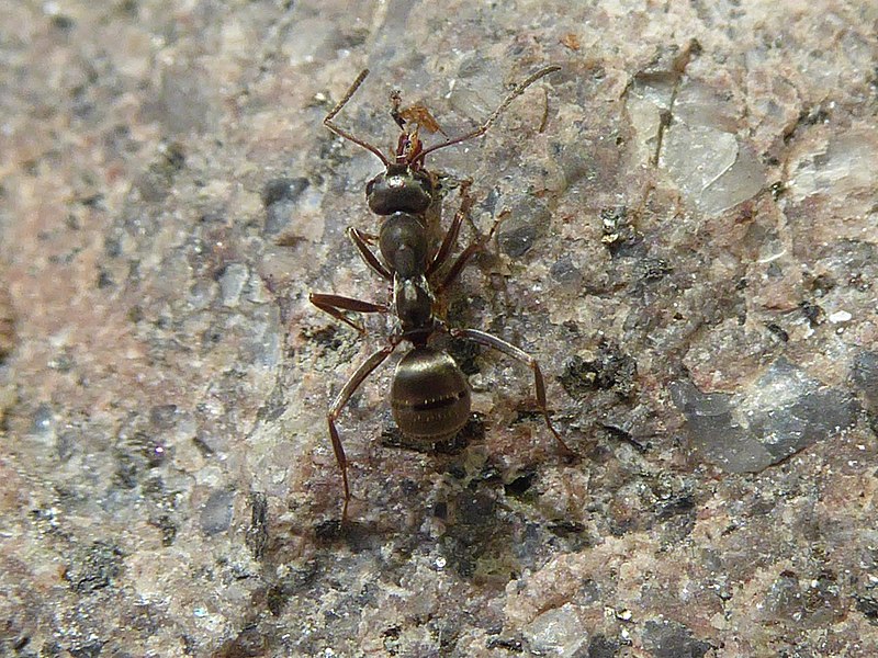 File:Serviformica sp 02.jpg